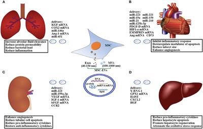 Mesenchymal Stem Cell-Derived Extracellular Vesicles: A Novel Cell-Free Therapy for Sepsis